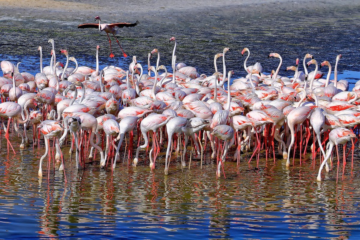 Greater flamingos wading at the Ras Al Khor Wildlife Sanctuary in Dubai
