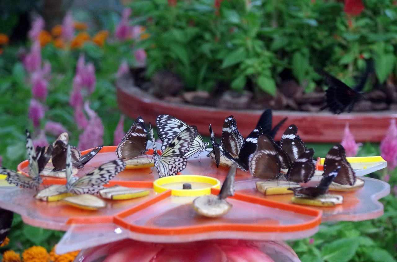 Butterflies inside the air-conditioned Dubai Butterfly Garden next to Miracle Garden