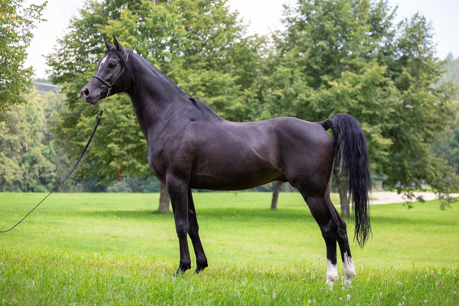An Arabian horse, reflecting Sheikh Hamdan's passion for equestrian sport