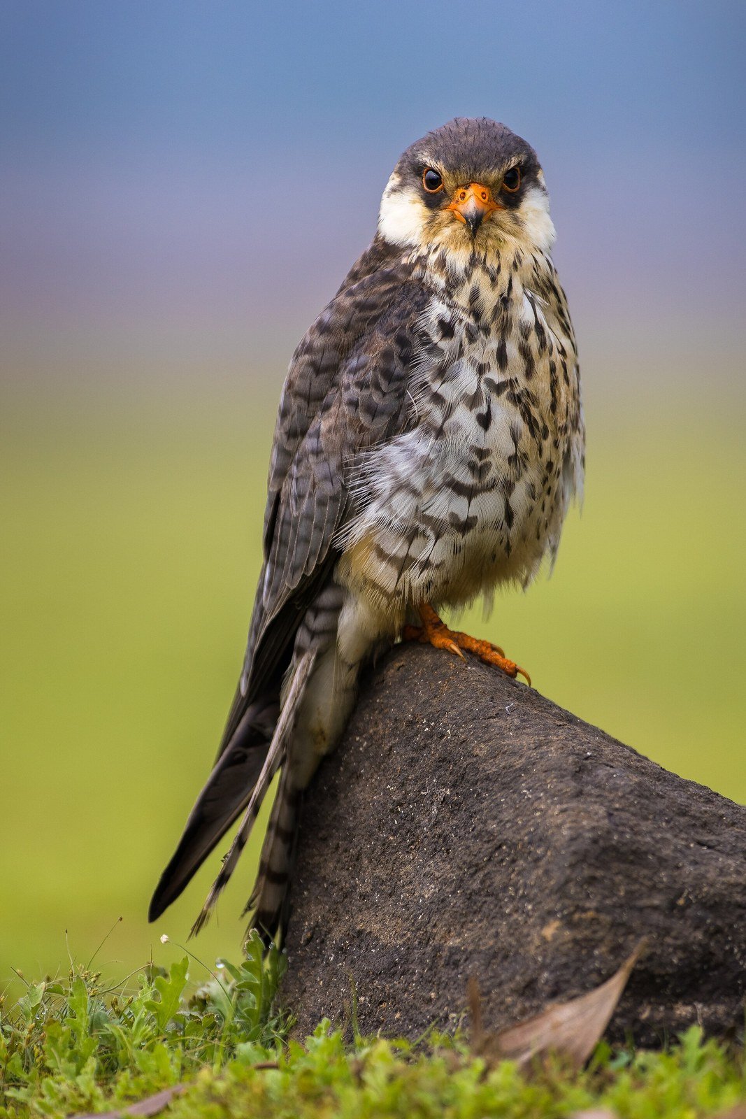 A falcon, a symbol of Emirati heritage